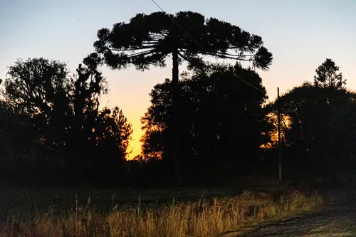 Araucária ao entardecer, em Curitiba.